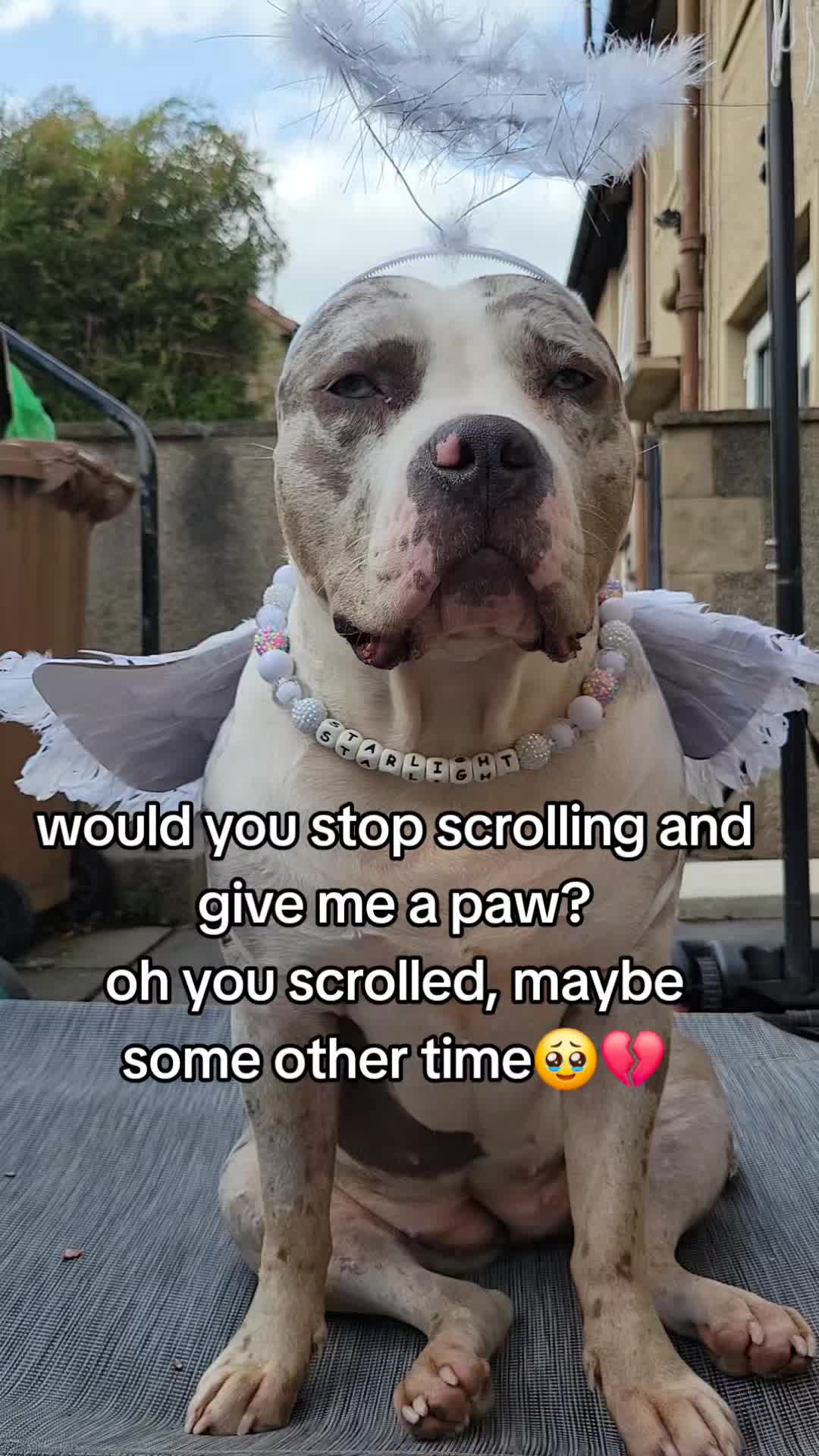 @kirsty+starlight the xl bully