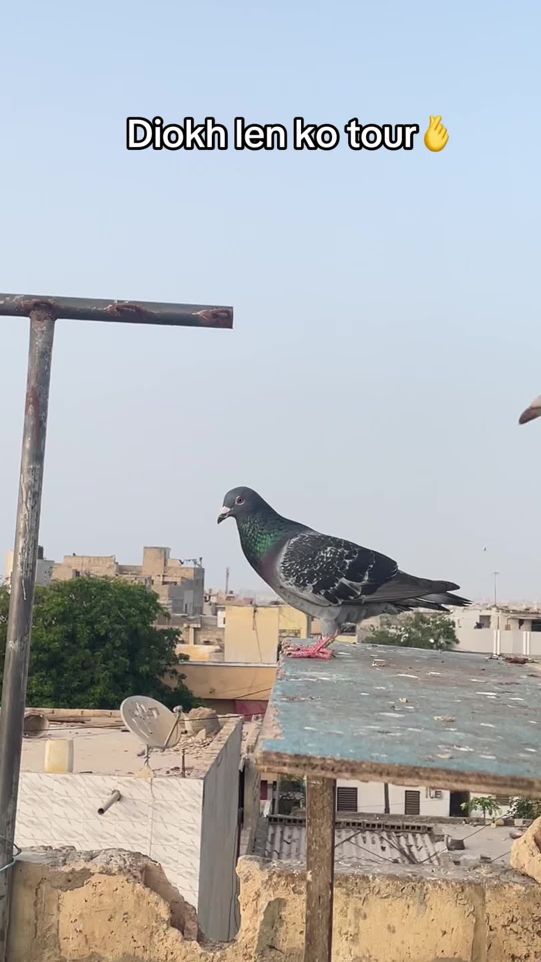 @OMZOLOFT🕊🦜🇸🇳