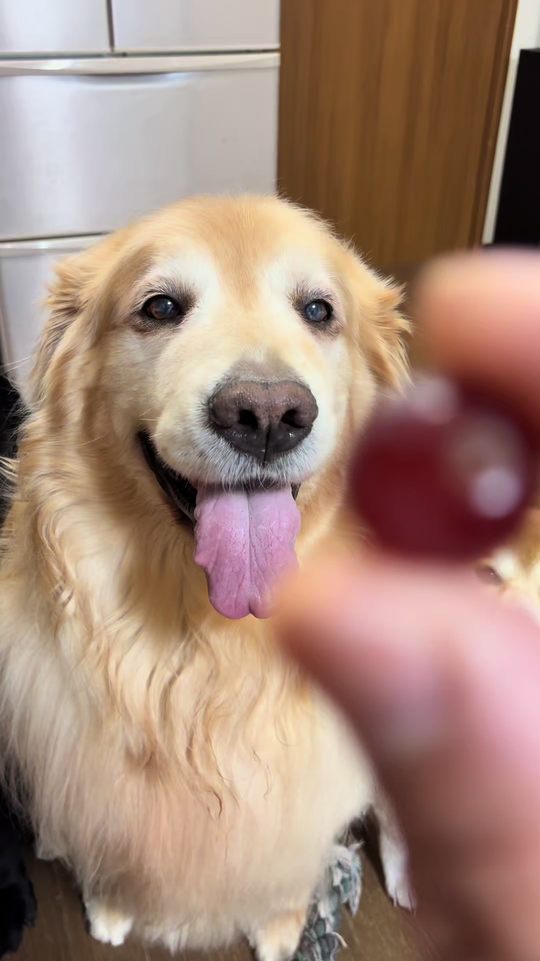 @ムックパパ🔶🐾