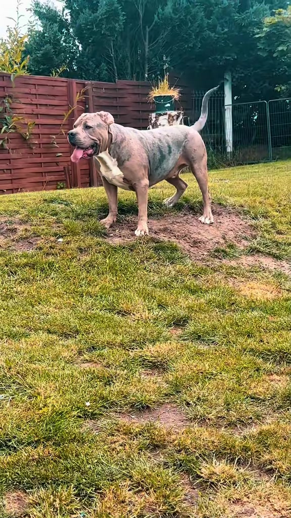 @Balder.Bulls.Kennel