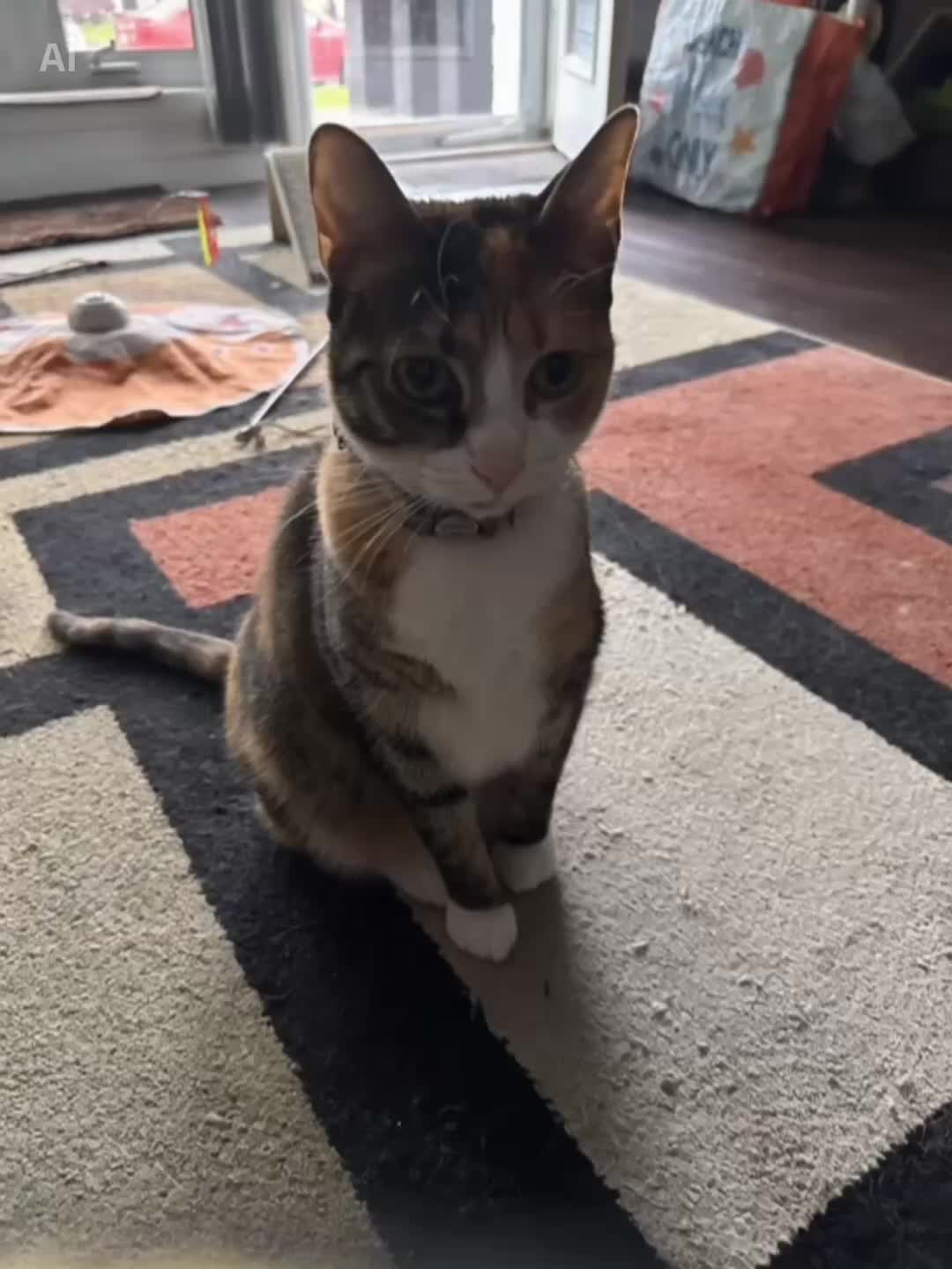 @Adventures of Baby Kitty