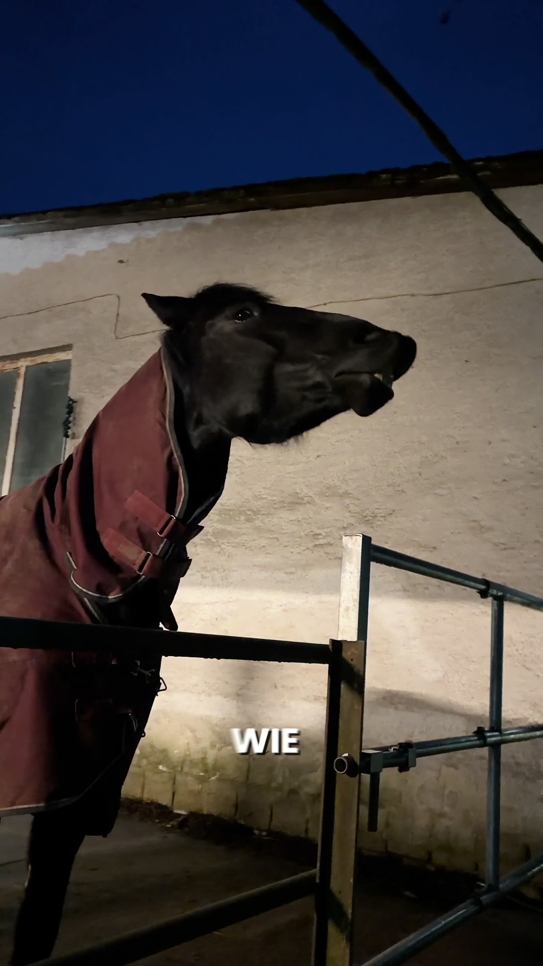 @hoofbeats.on.the.spectrum