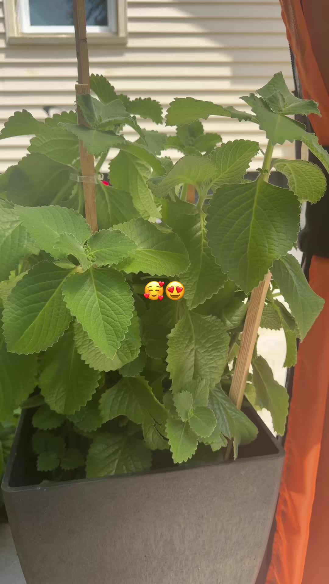 @Margarita Valdez