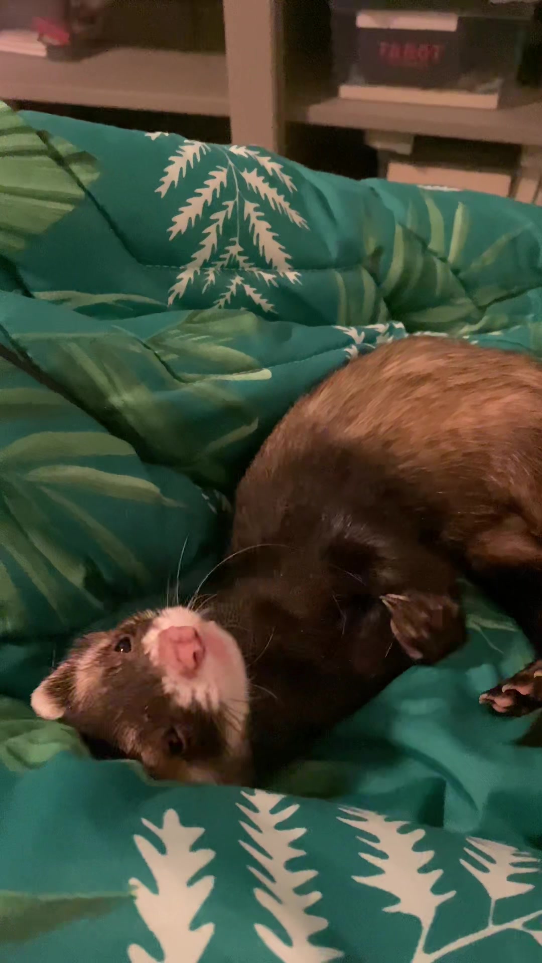 @FerretFiesta