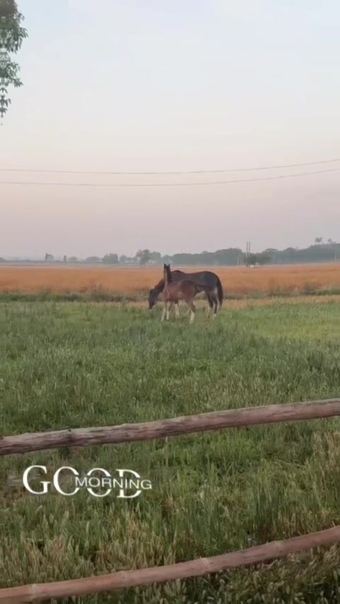 @B² Stud Farm🇮🇳🐎🇨🇦