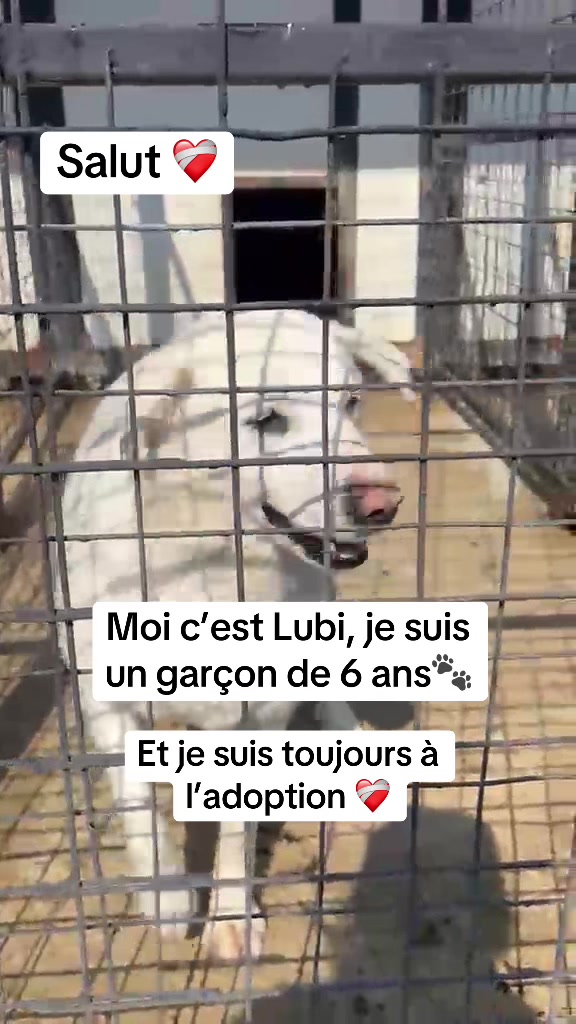 @Adopte Une Truffe 🐶