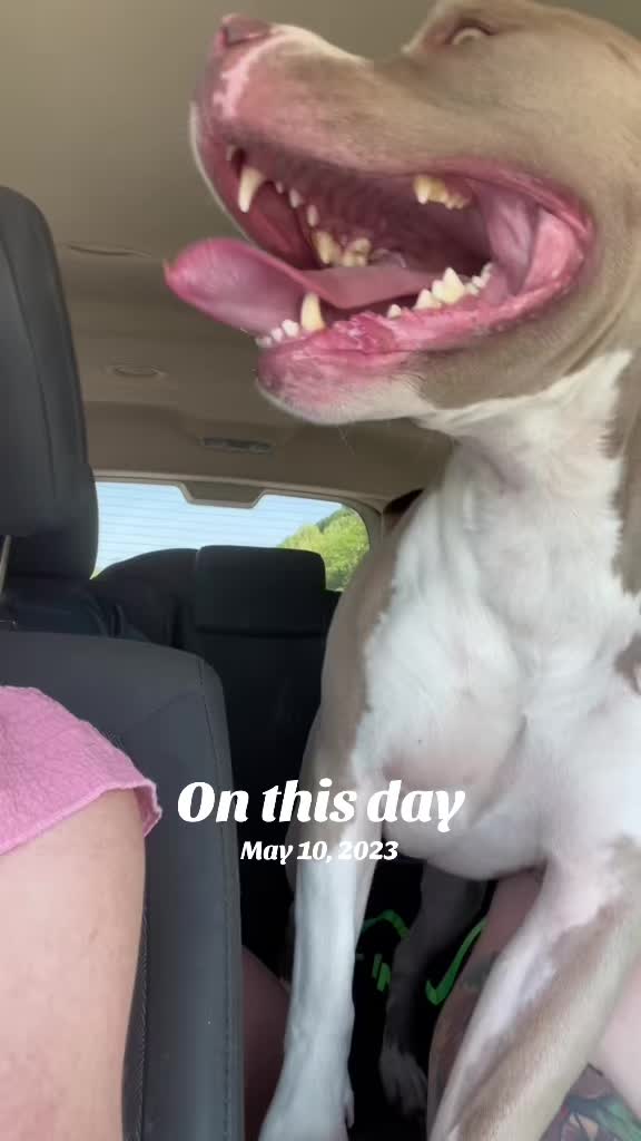 @Pittie Mom