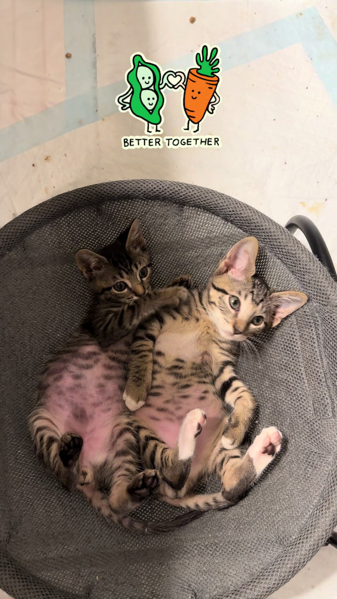 @🐾 Tracy & Katie 🐾