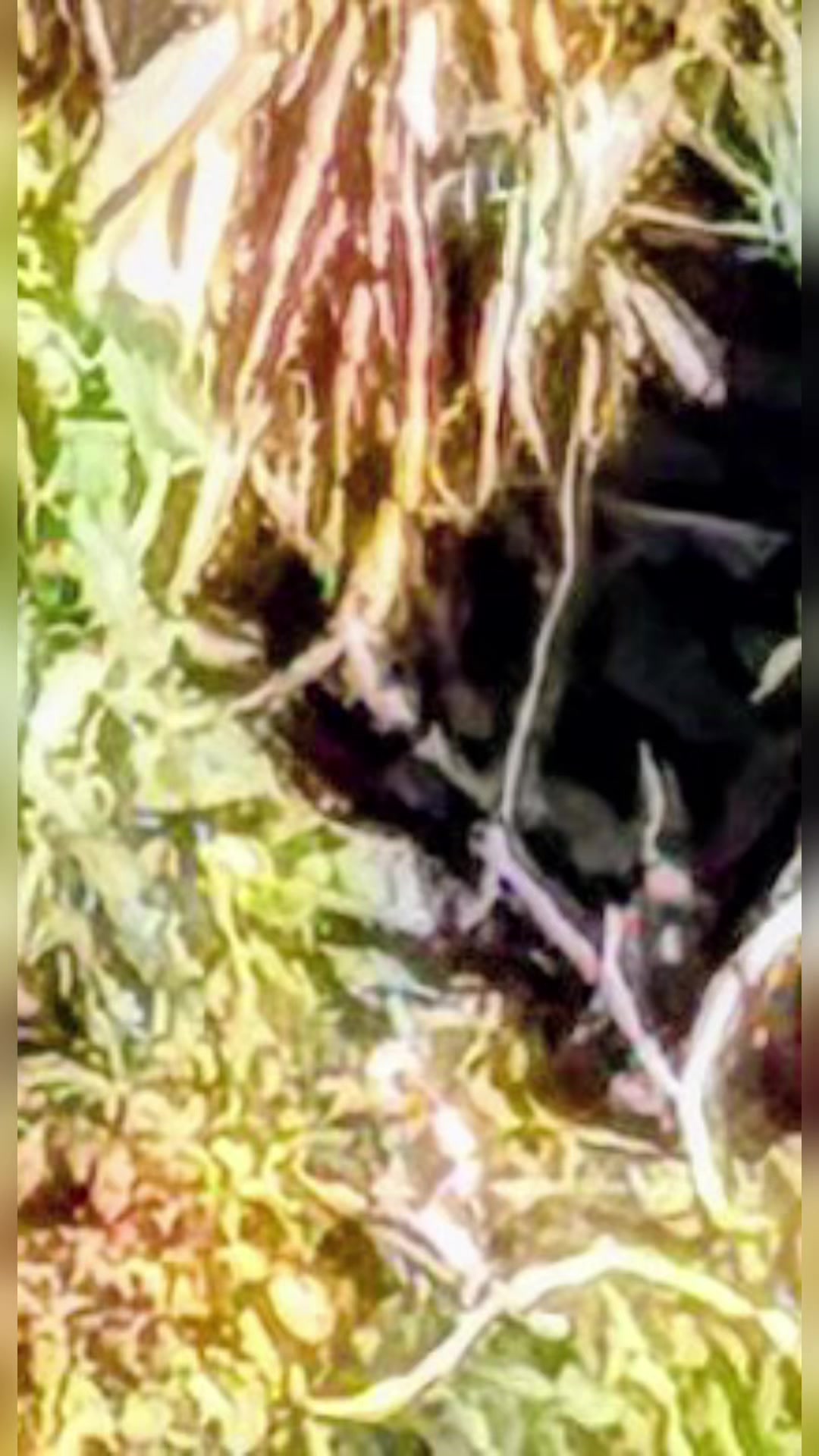 @🌲Forest Friend🌲🙏💗🫈