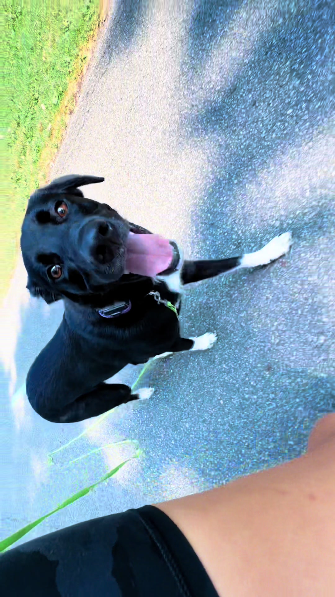 @Miracle K9 Training