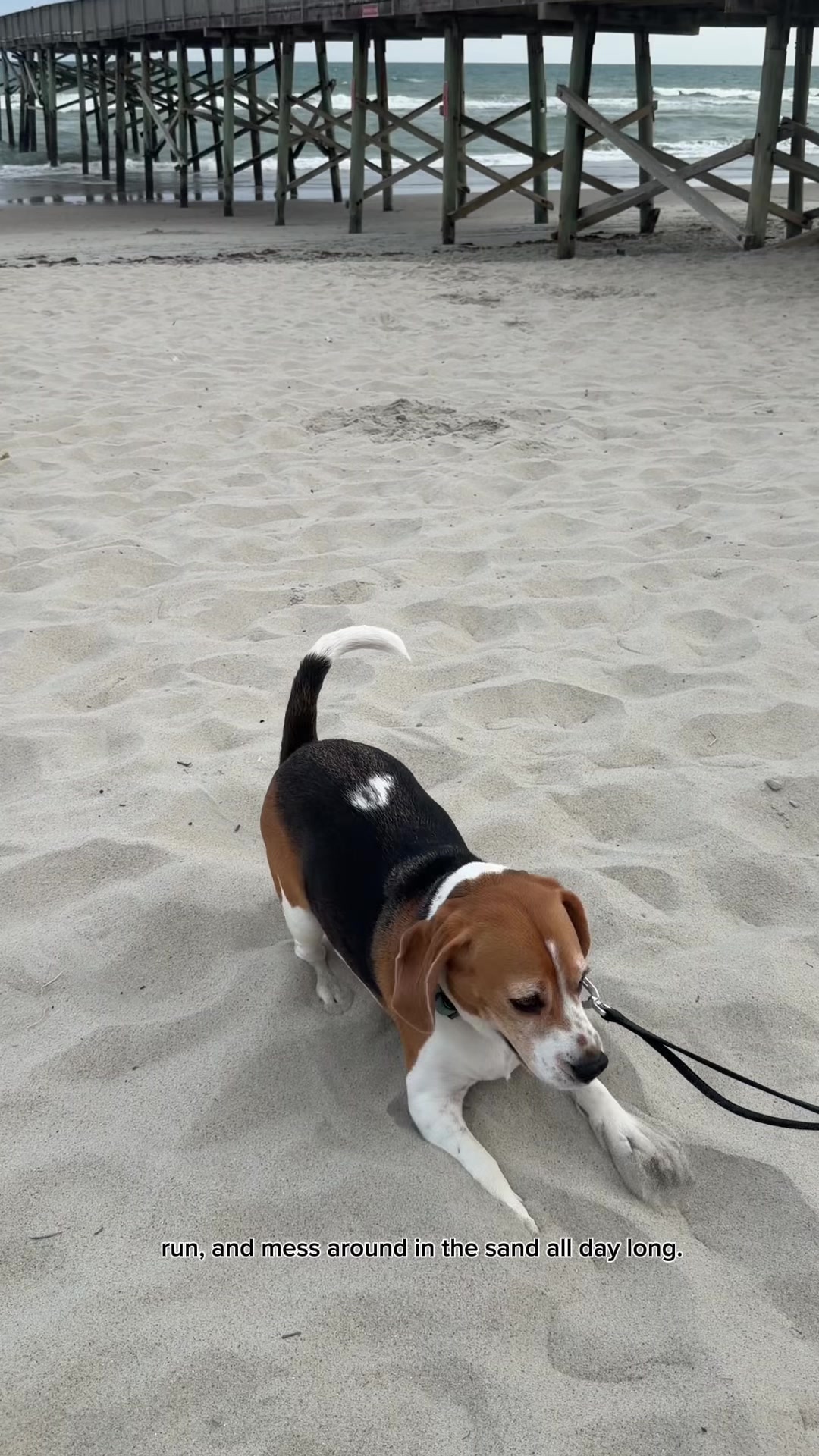 @Simon 🐶