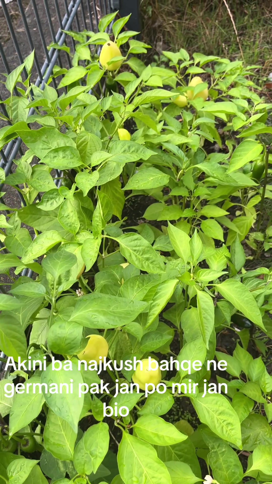 @F.topalli