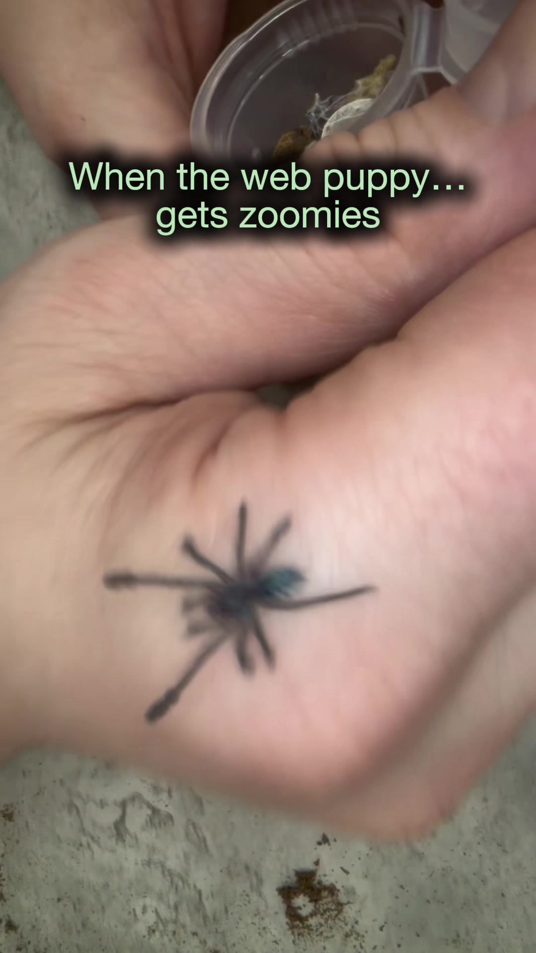@Spider Conservatory