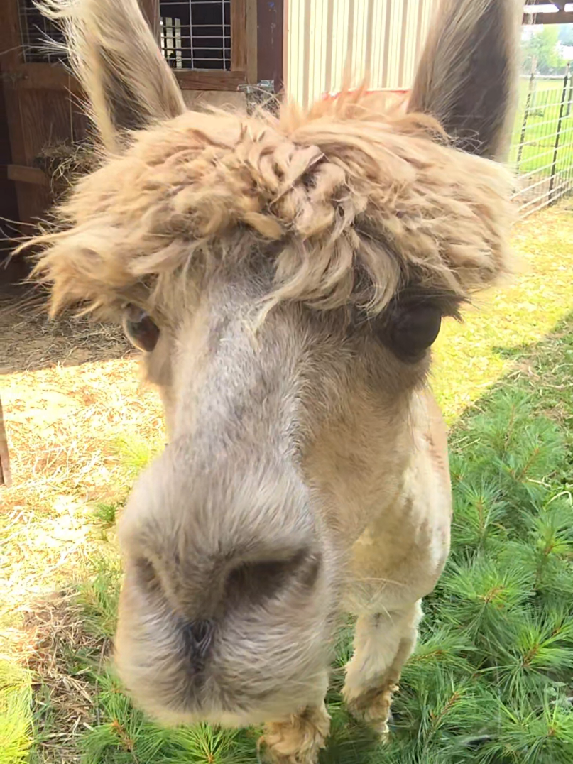 @HarmonyHillFarmSanct