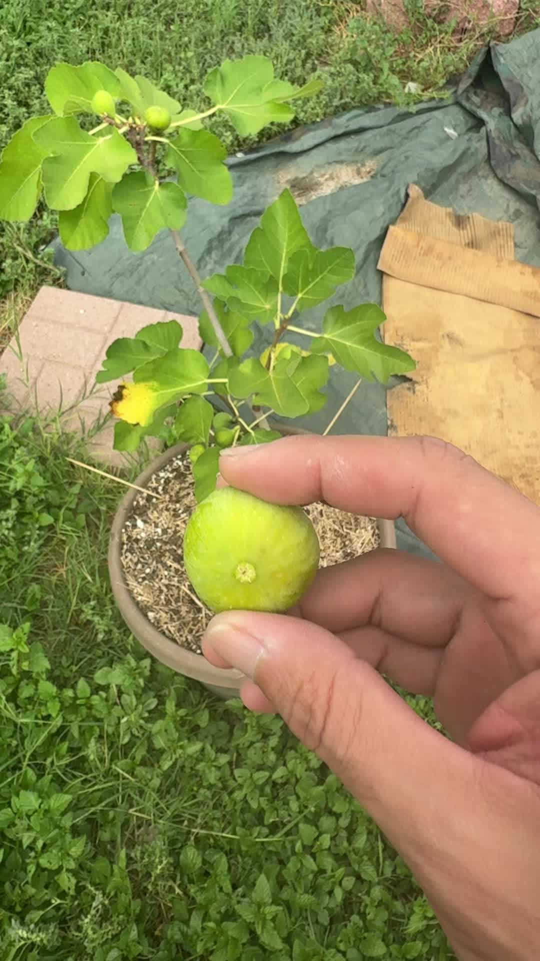 @themagicvalleygardener