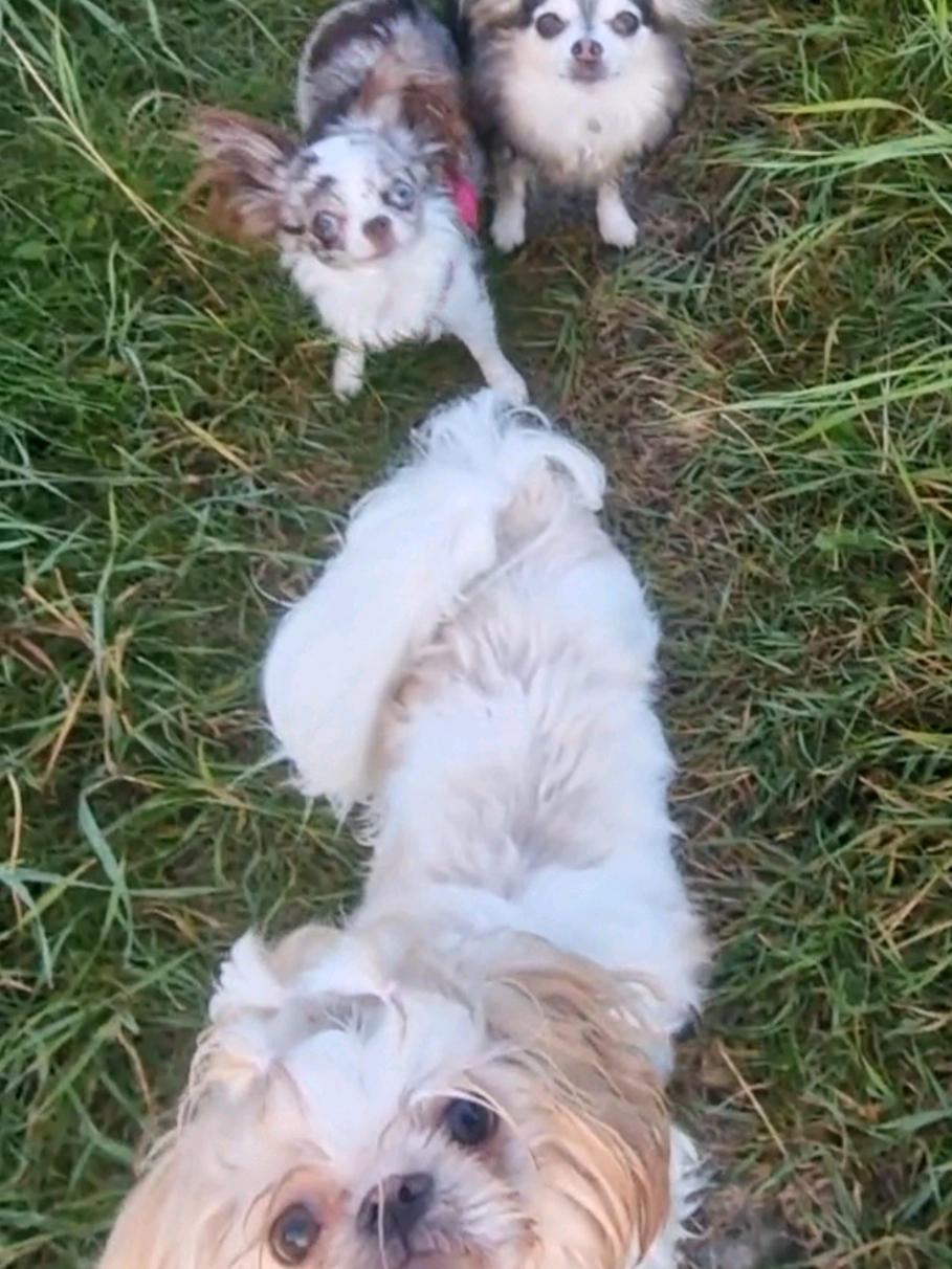 @🌸🐾꧁ 𝒮𝒶𝓃𝓃𝒾 ꧂🐾🌸