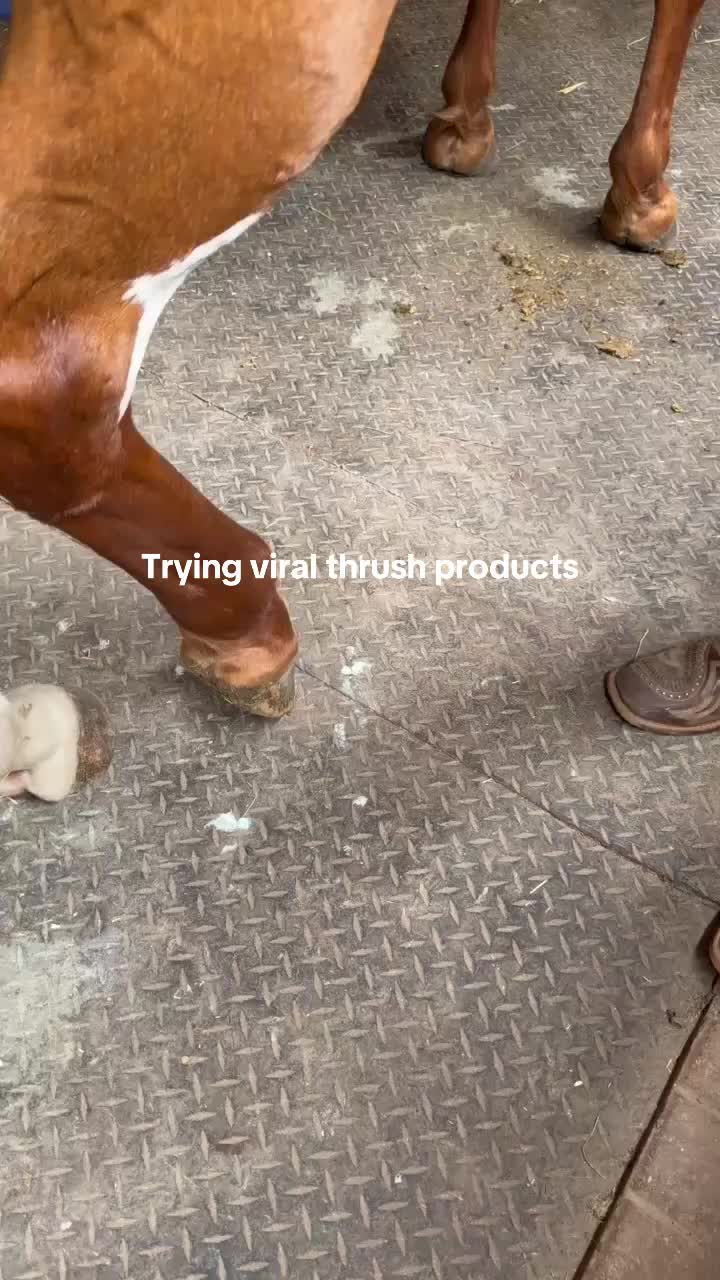 @The Blue Hoof