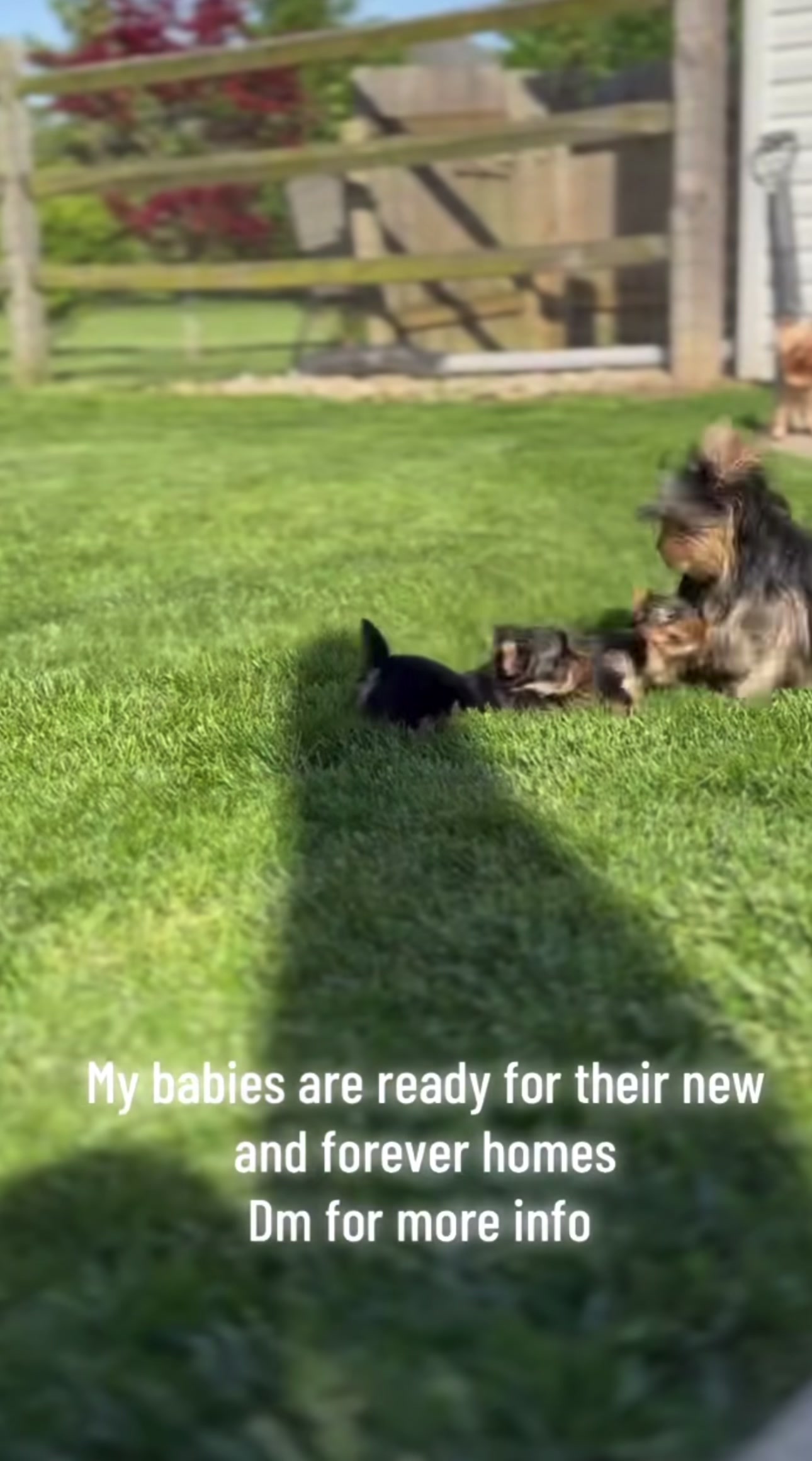 @Yorkies puppies for Adoption