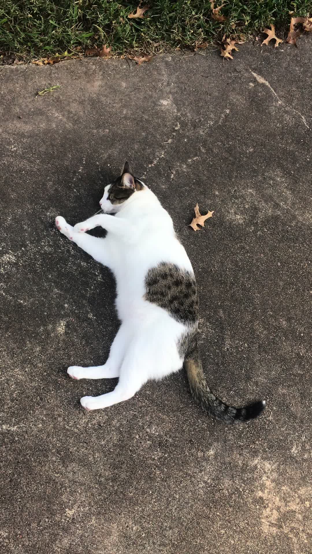 @Five.Meows