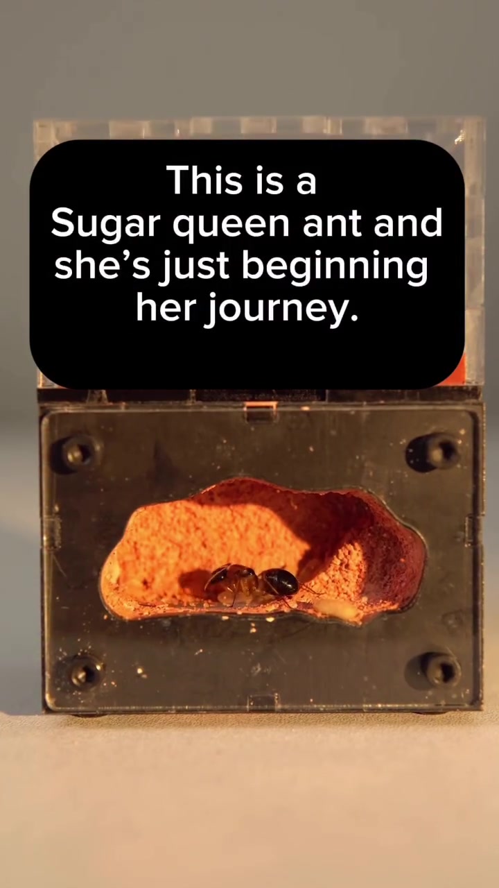 @antshq