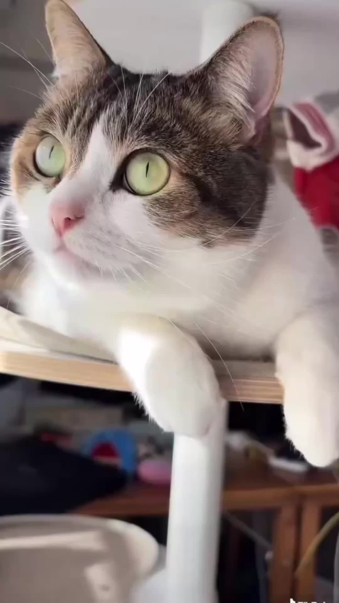 @user8396128005340
