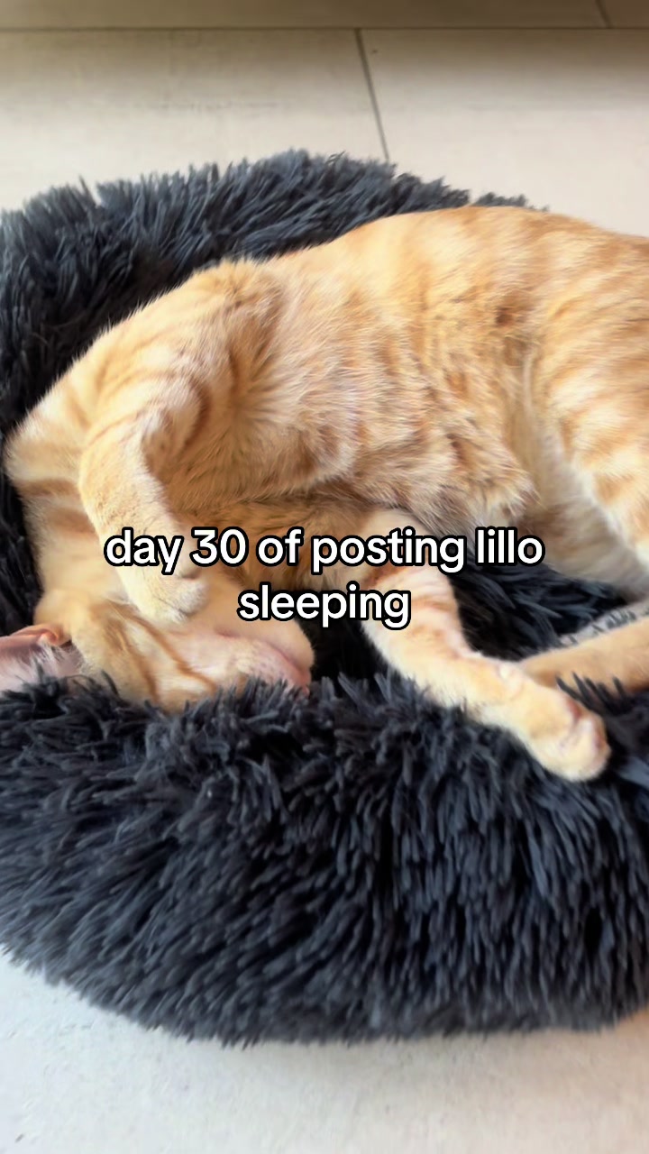 @lillo🐱🐈🐾