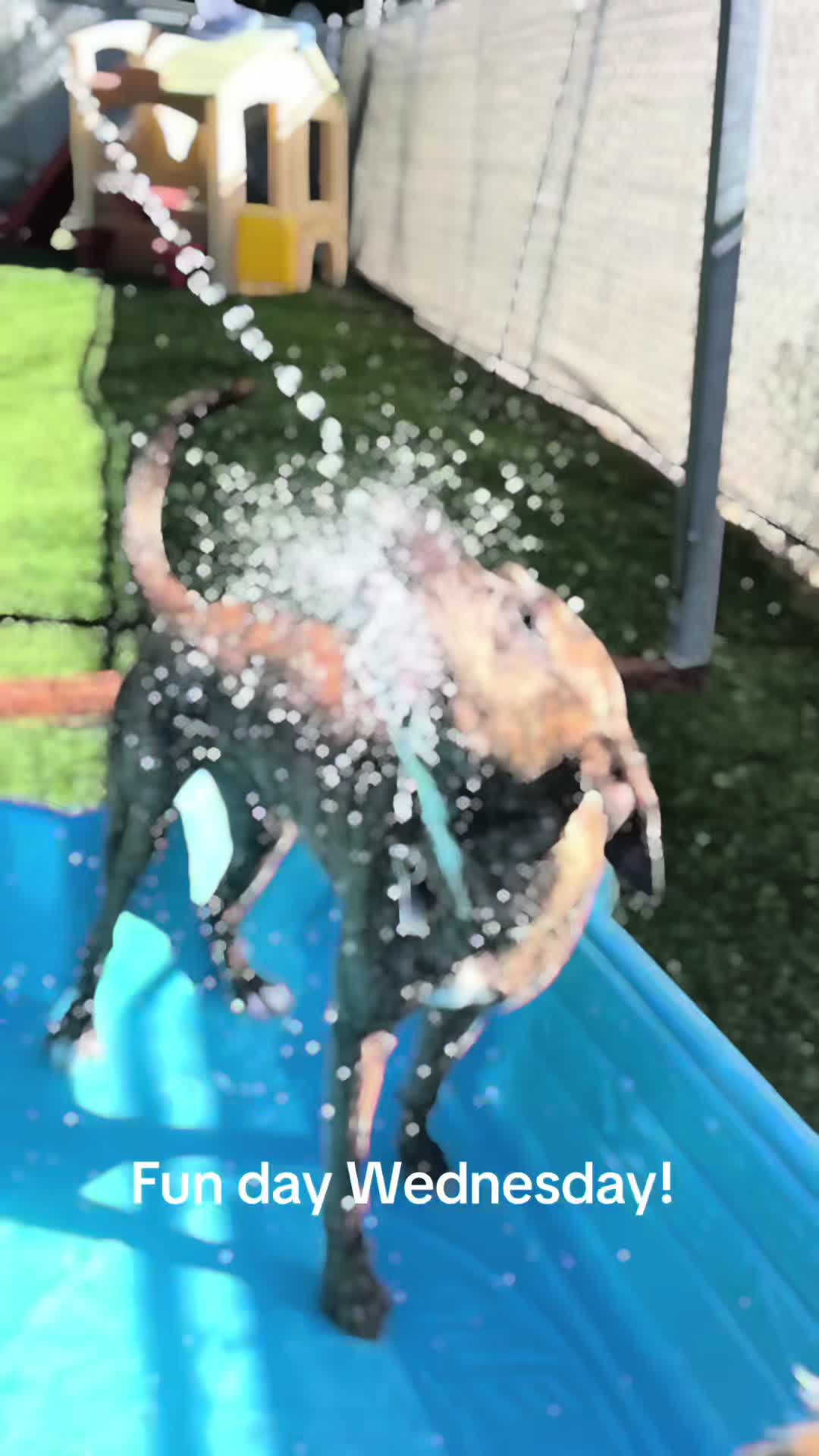 @Hound Housing Doggie Daycare