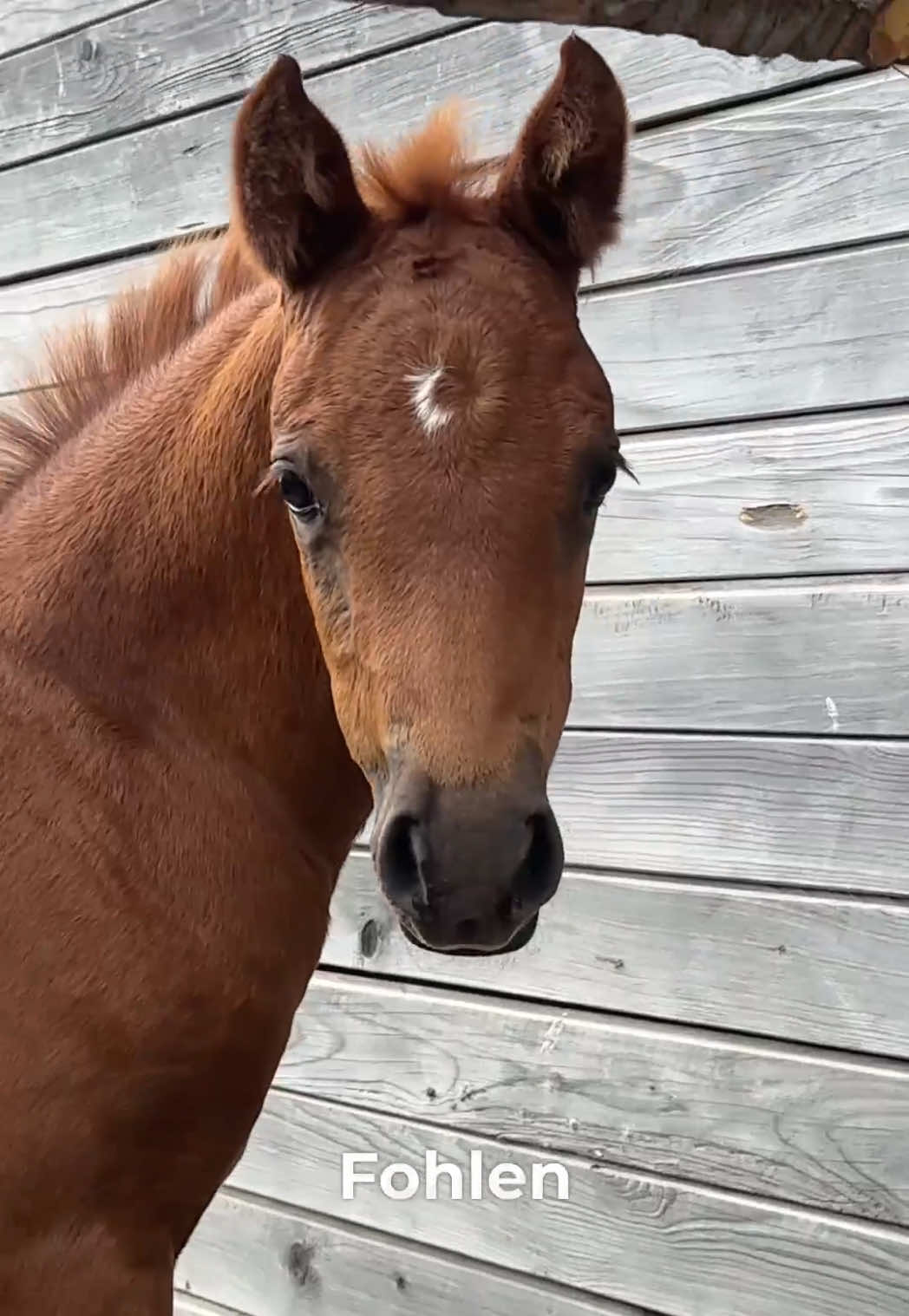 @lilgroponys