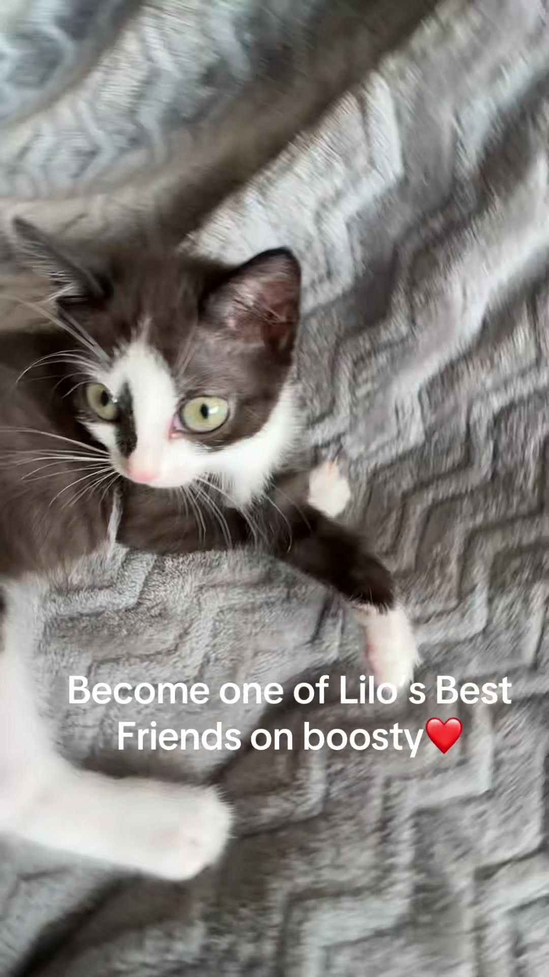 @Lilo the kitty