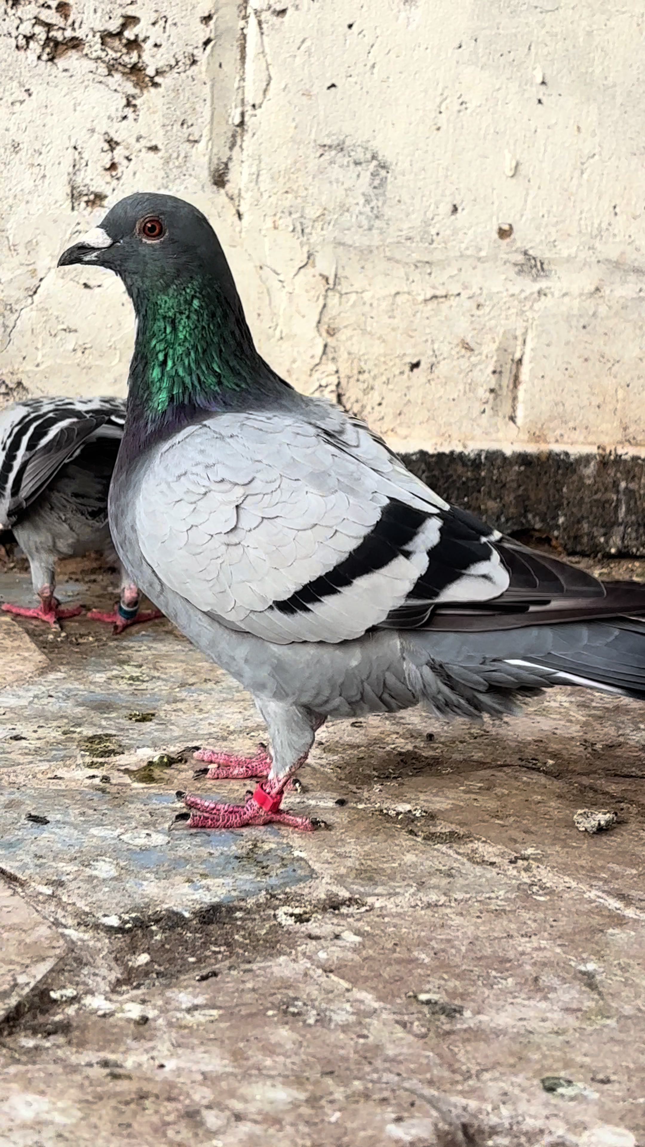 @OMZOLOFT🕊🦜🇸🇳