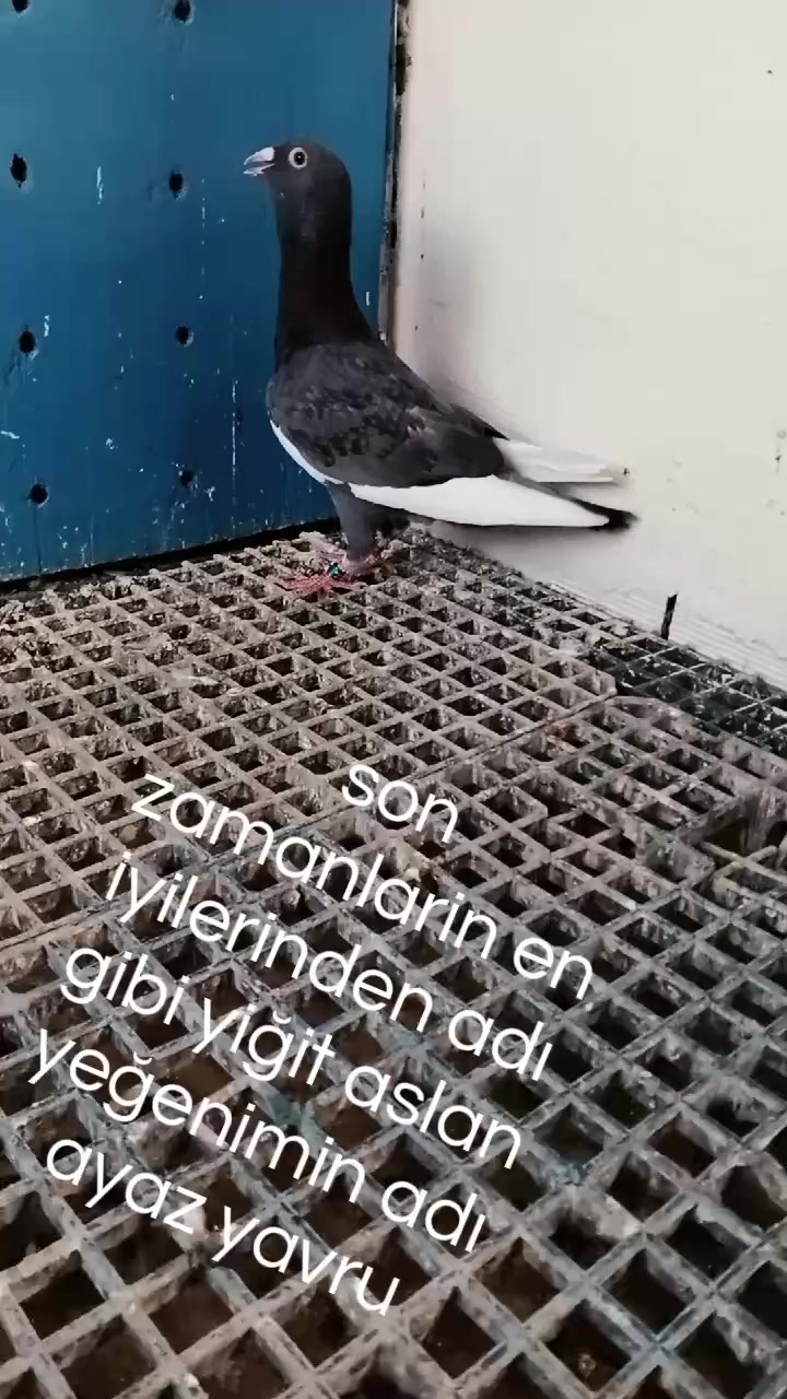 @Burak Günsüz
