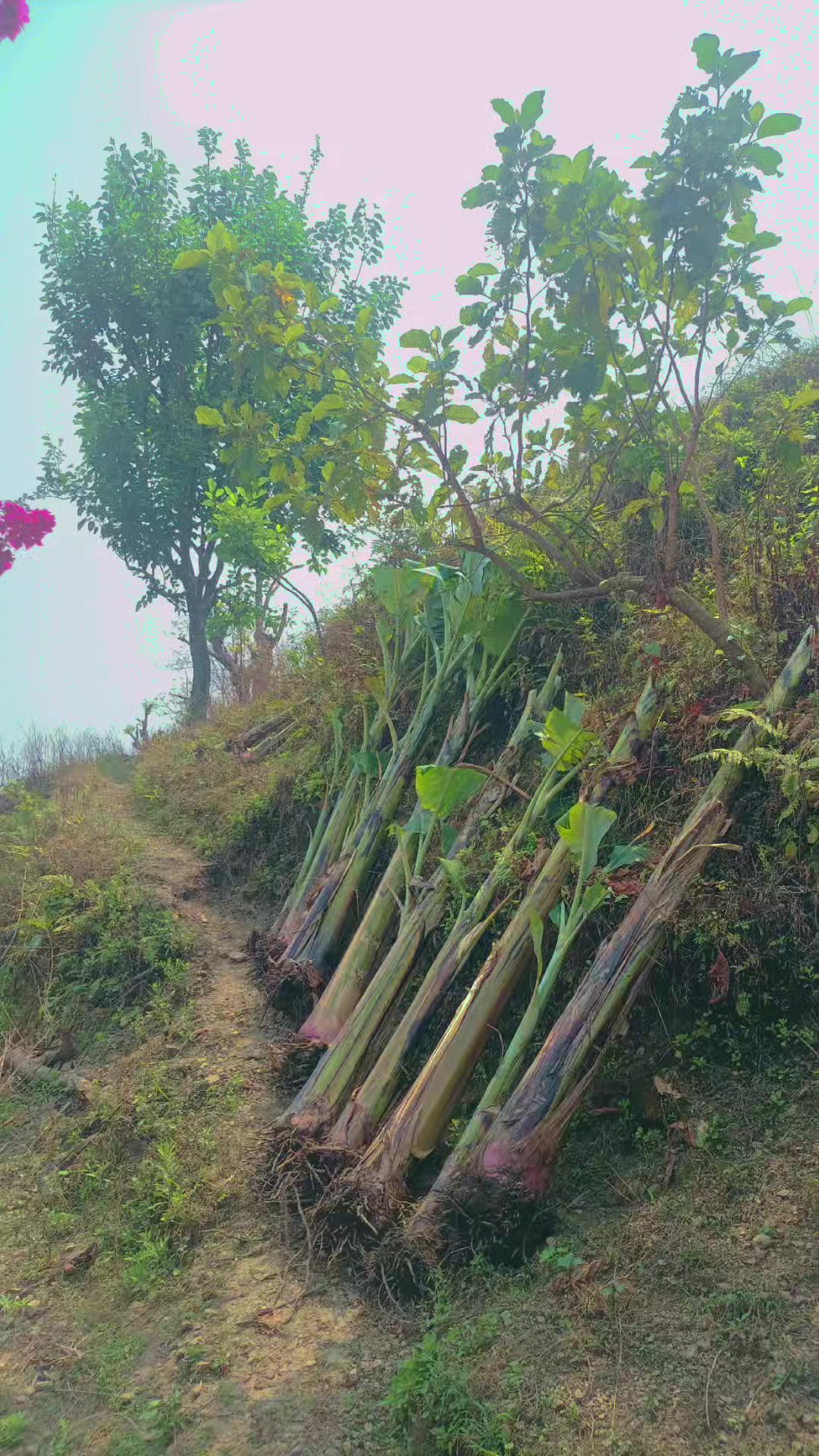 @Sewan hangkhim rai