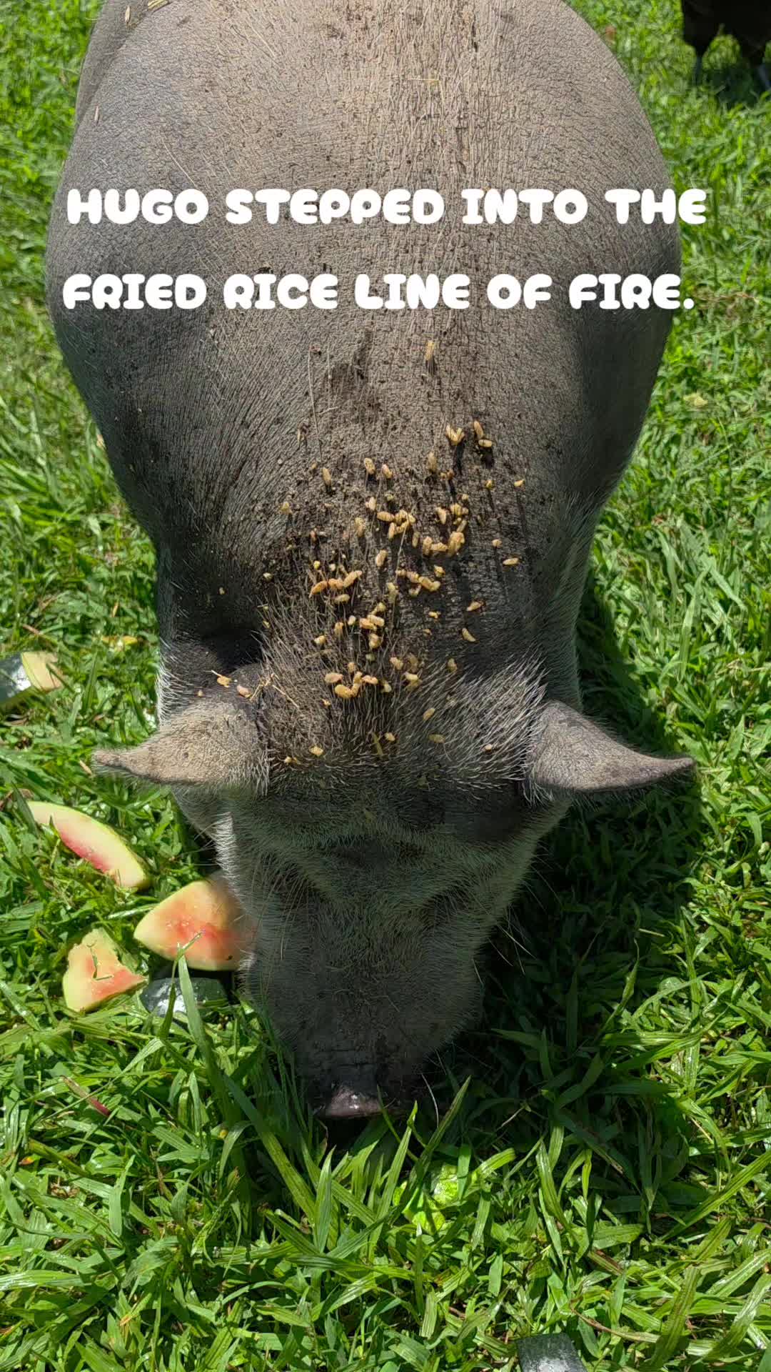 @FIRST TRY FARM
