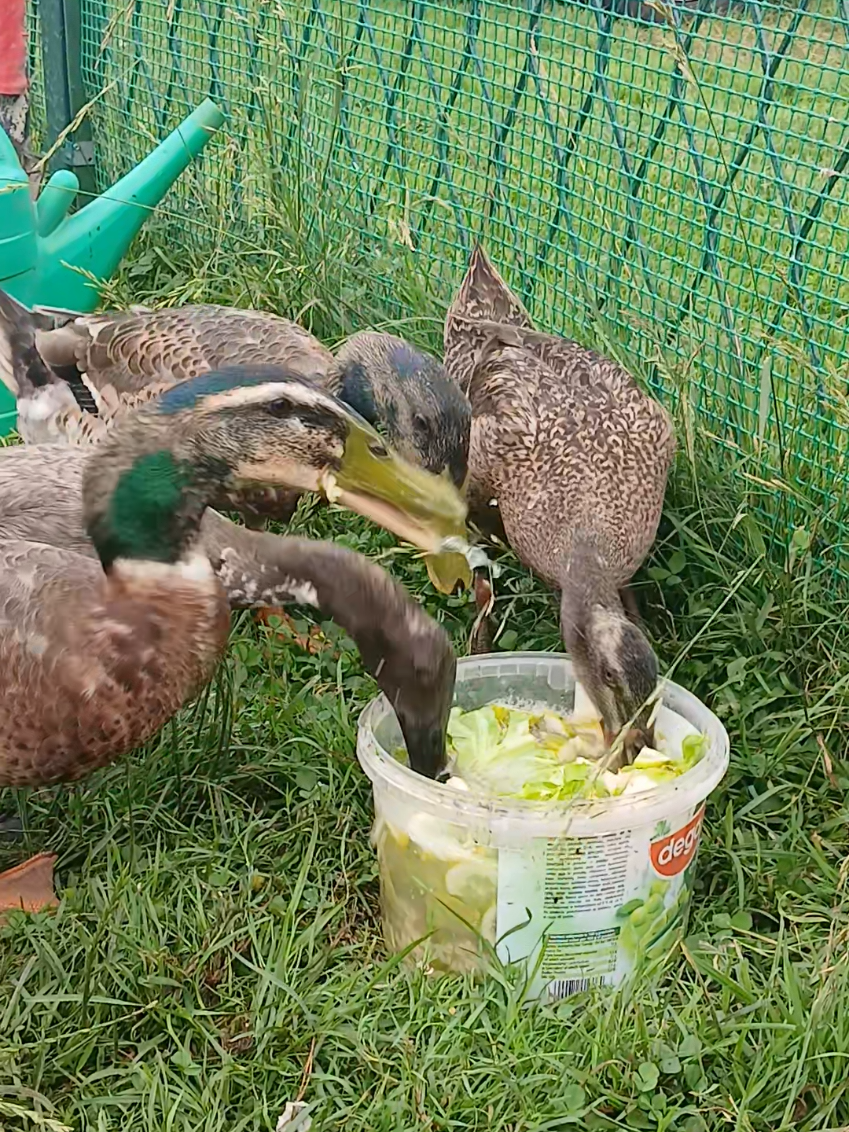 @Kaczogród u Milki🦆🦆🦆🦆