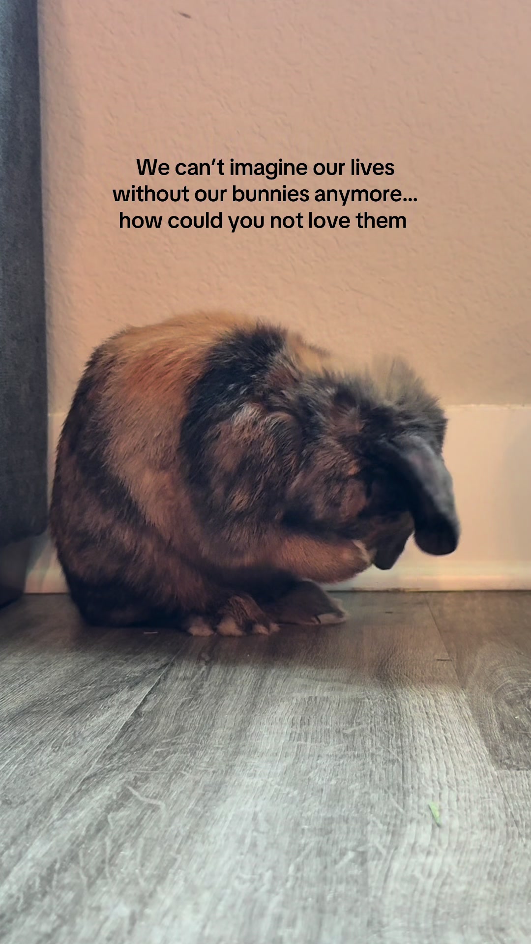 @Cookie and Twix the Bunnies