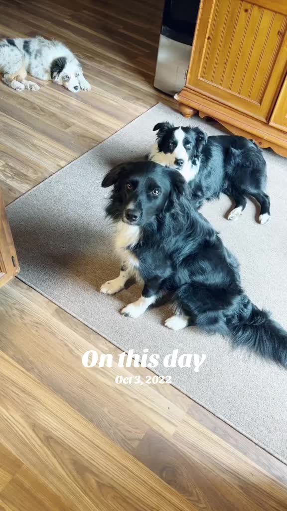 @Herding dog mom