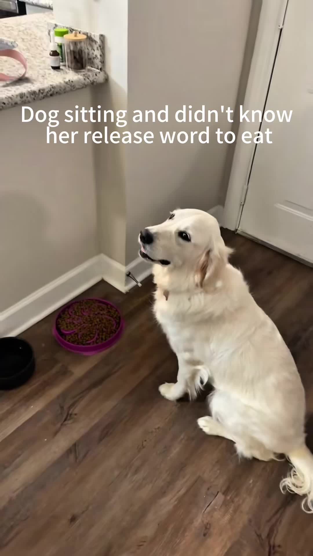 @funnyvideo3782