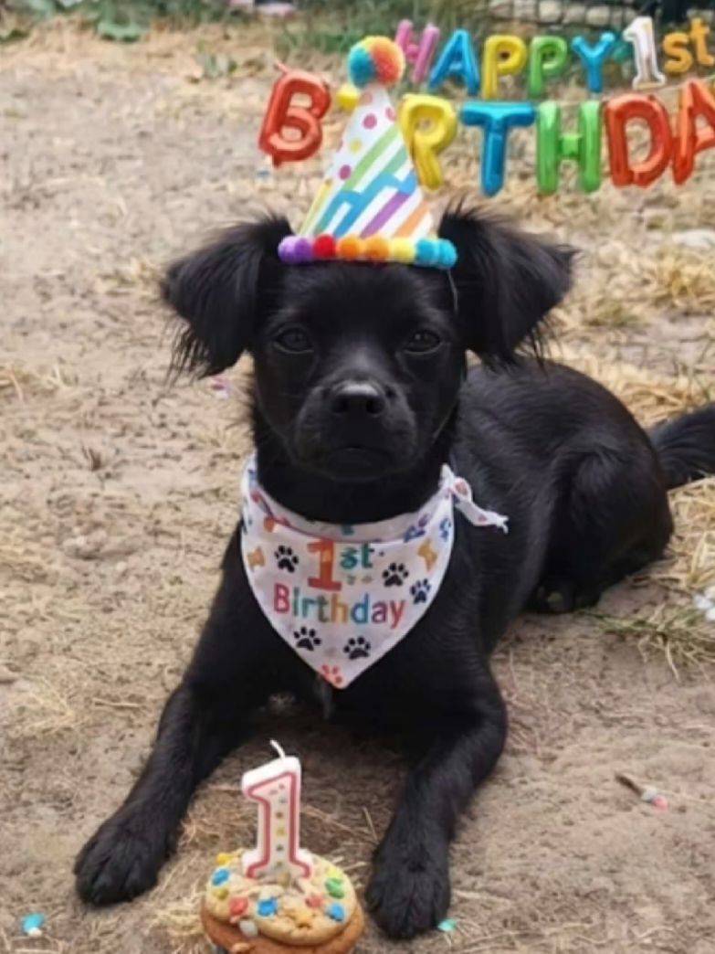 @Tierschutzhunde-Azoren