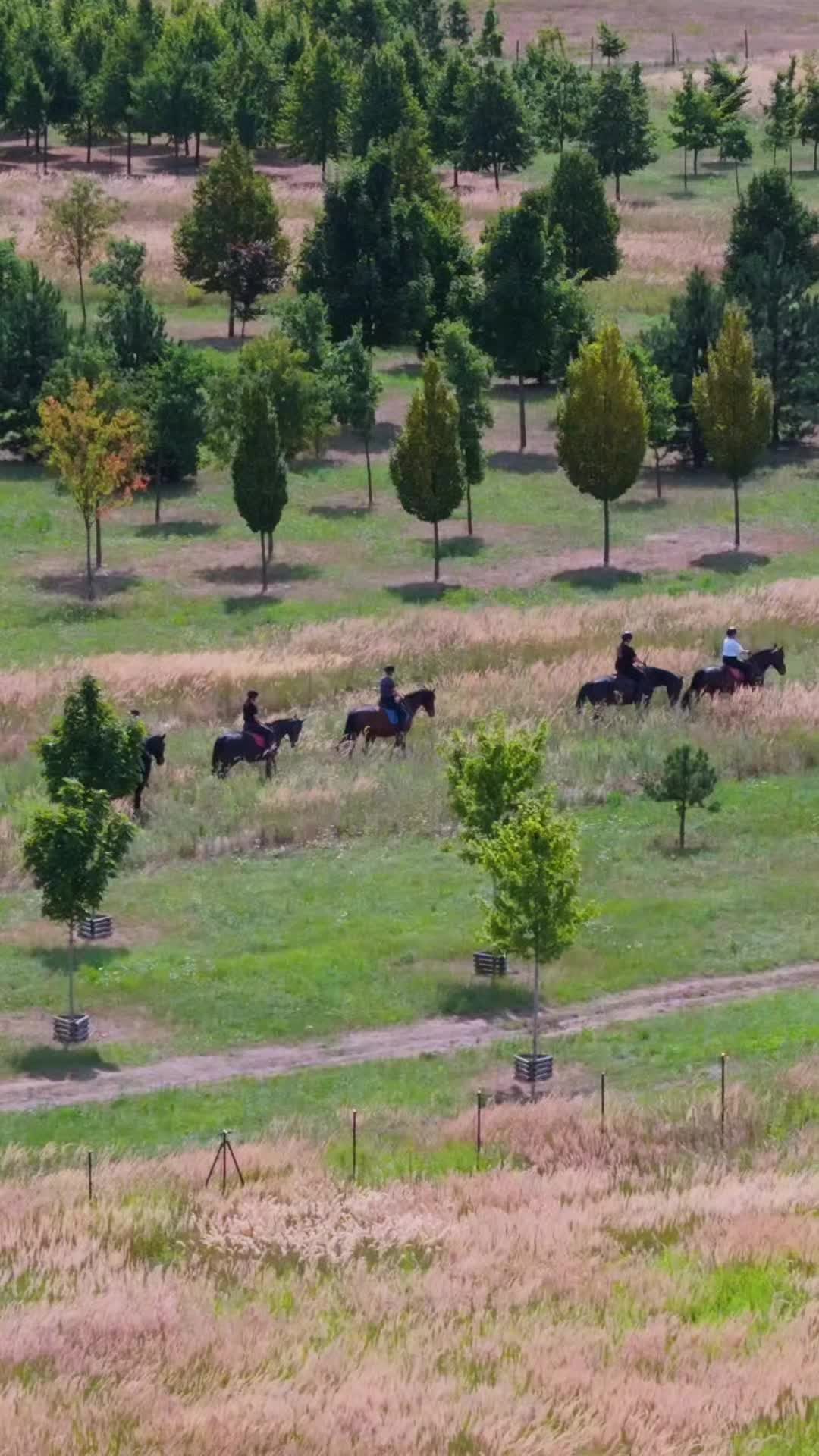 @Dji litlte Fly