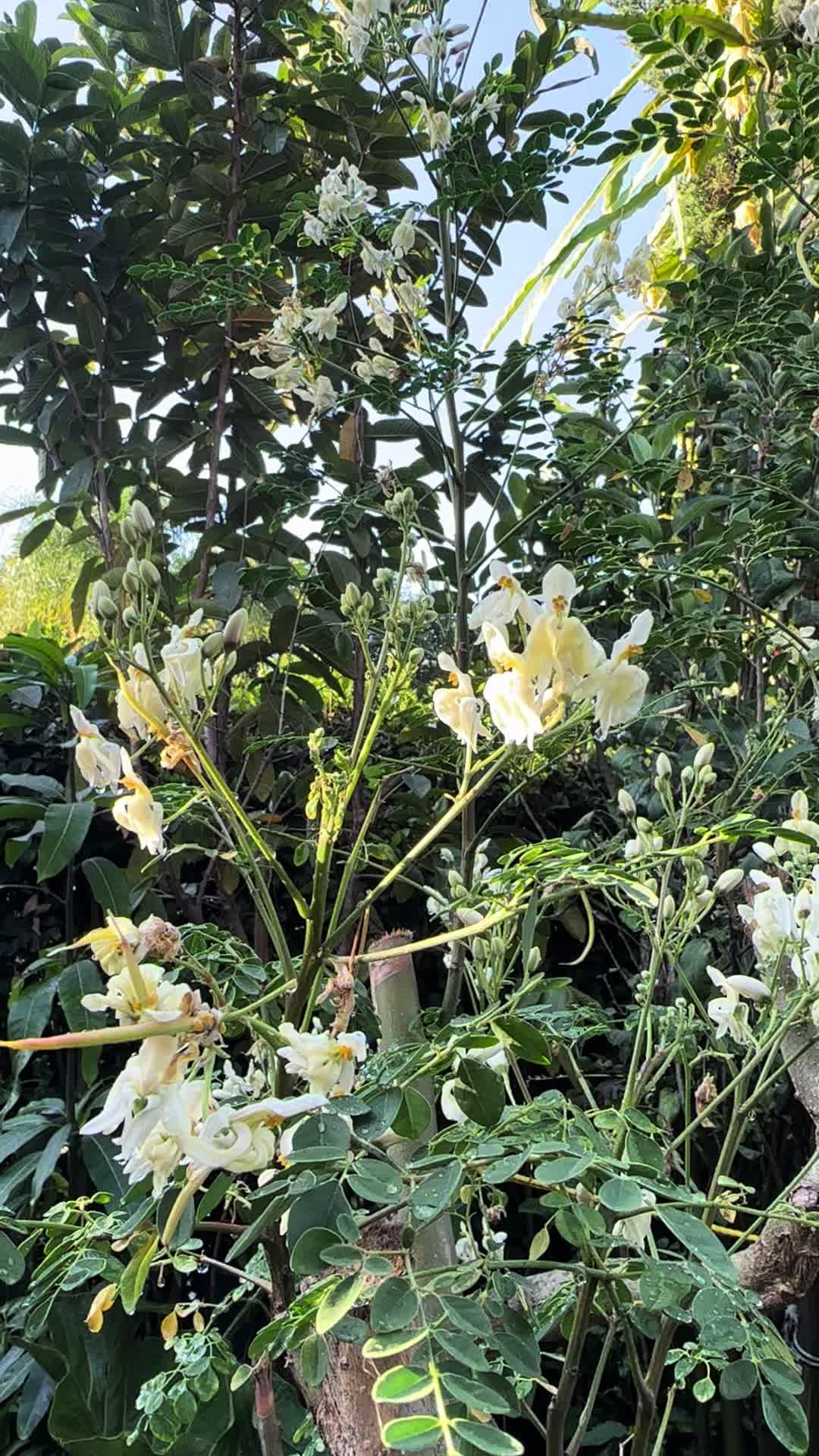 @RemesGarden