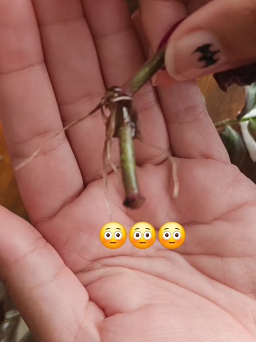 @Alicia ✨️🌱🐛