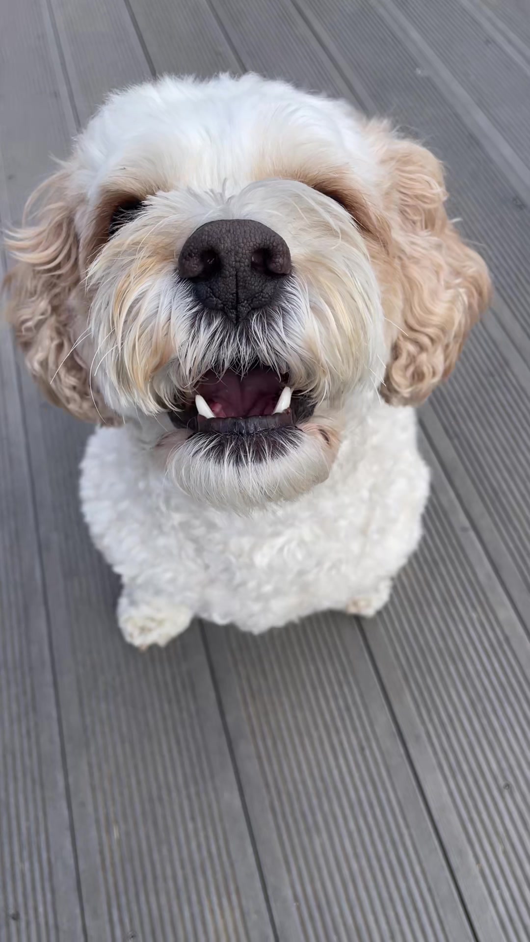 @My Cavachon