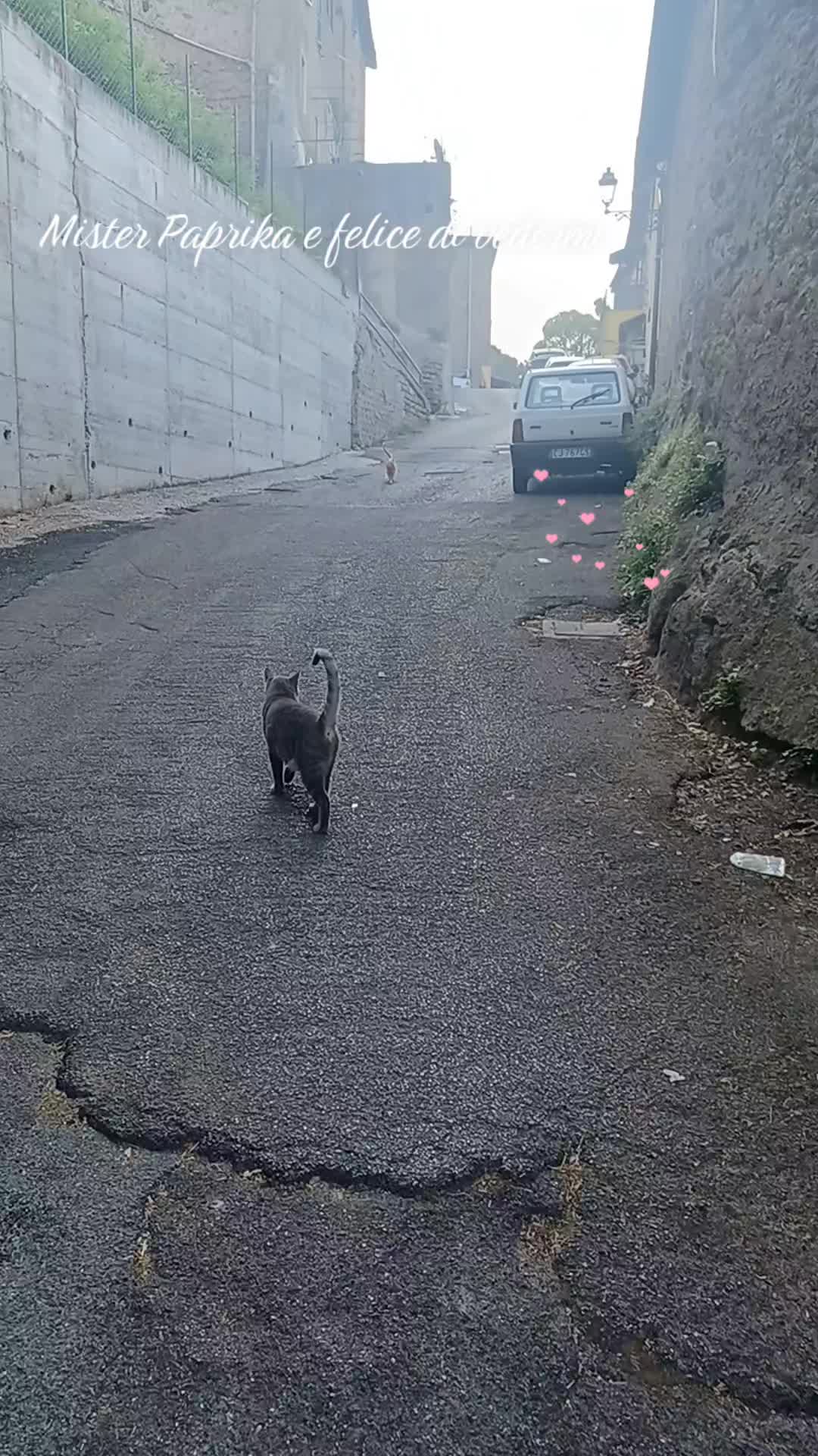 @amica dei gatti