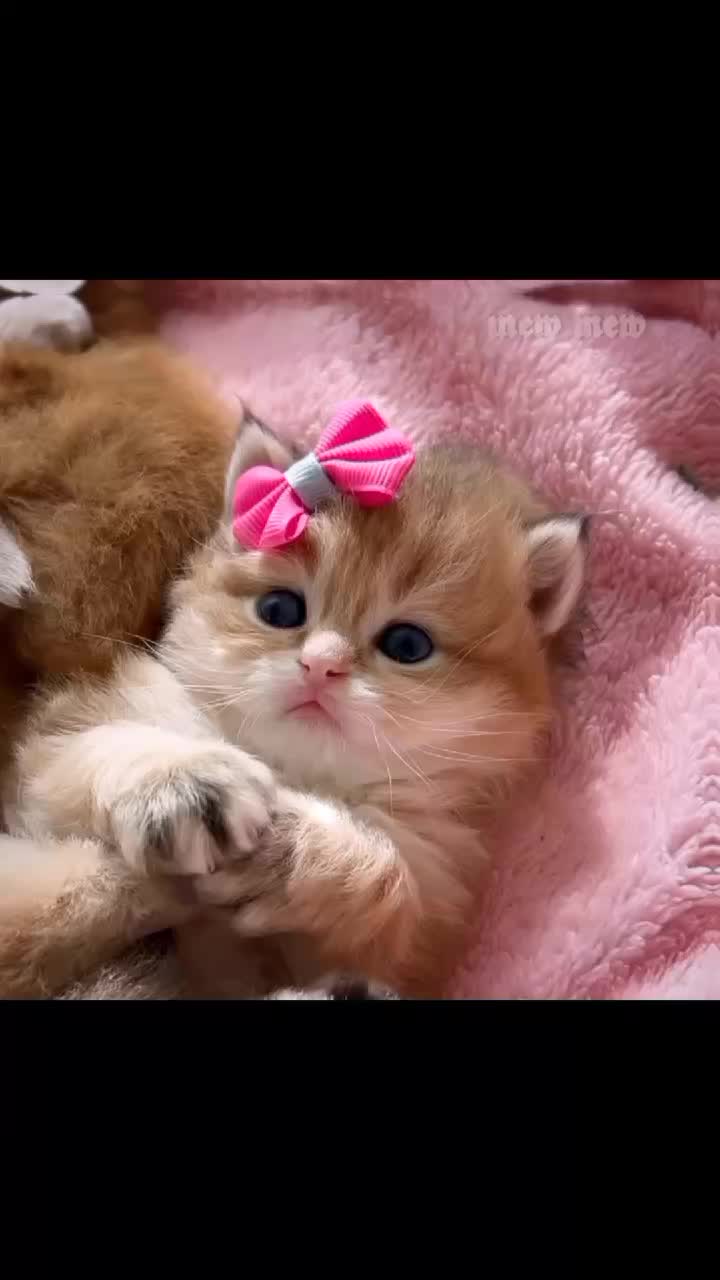 @ᯓ𝐄𝐫𝐚 𝐌𝐢𝐮ᥫ᭡