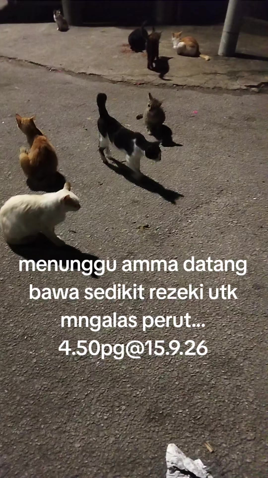 @MaderCats