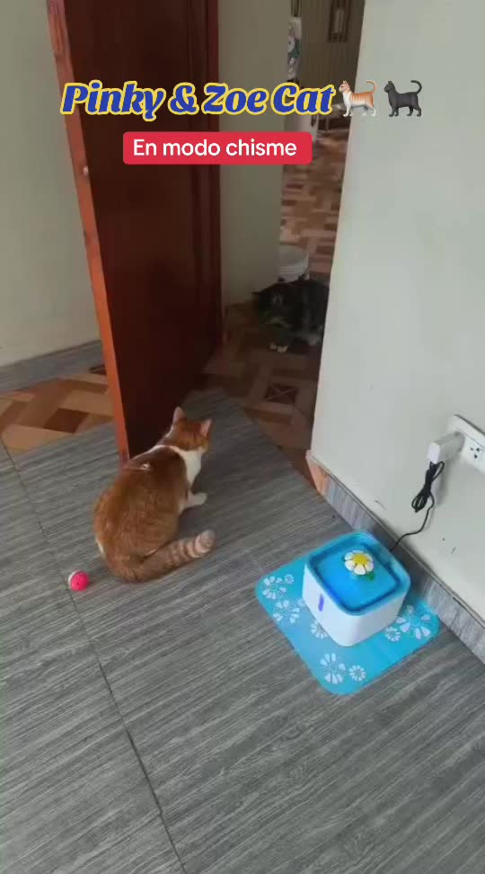 @Pinky😸&Zoe 😸& ApoloCat 😻