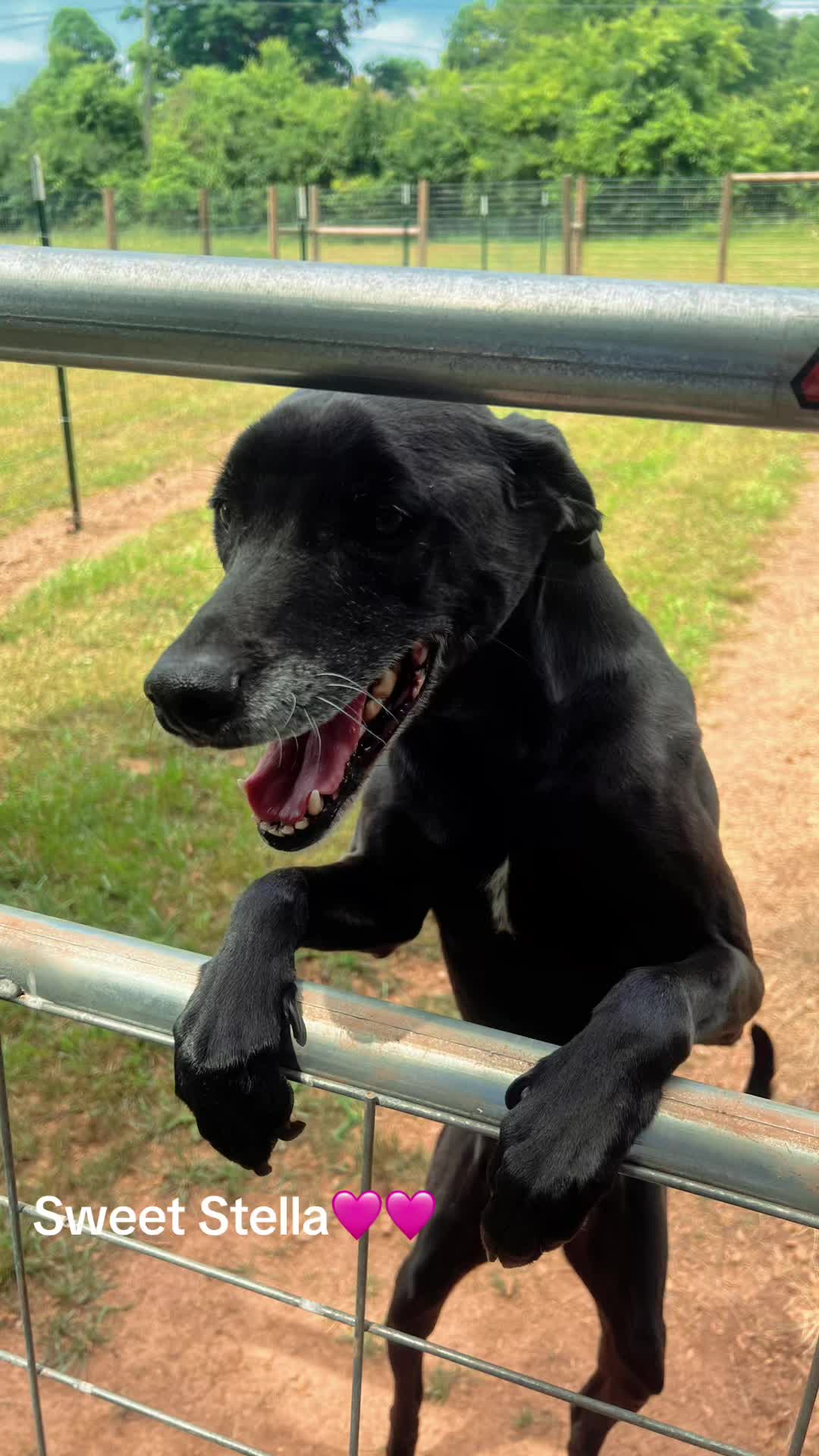 @Angie@k9kennels🐾