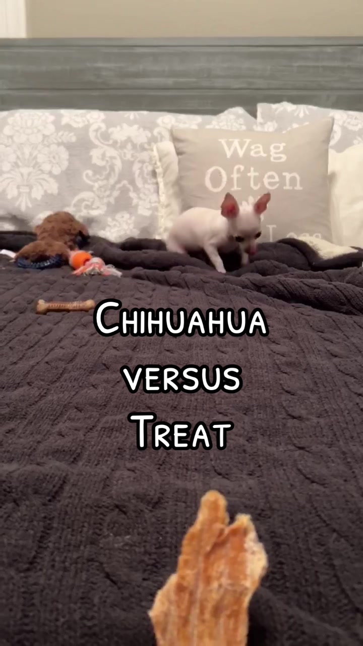 @TBD the Rescue Chihuahua