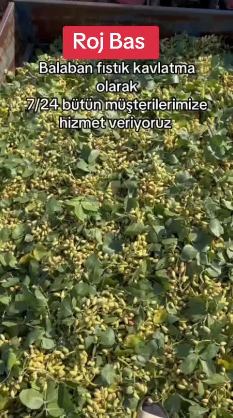@urfali_botan_63