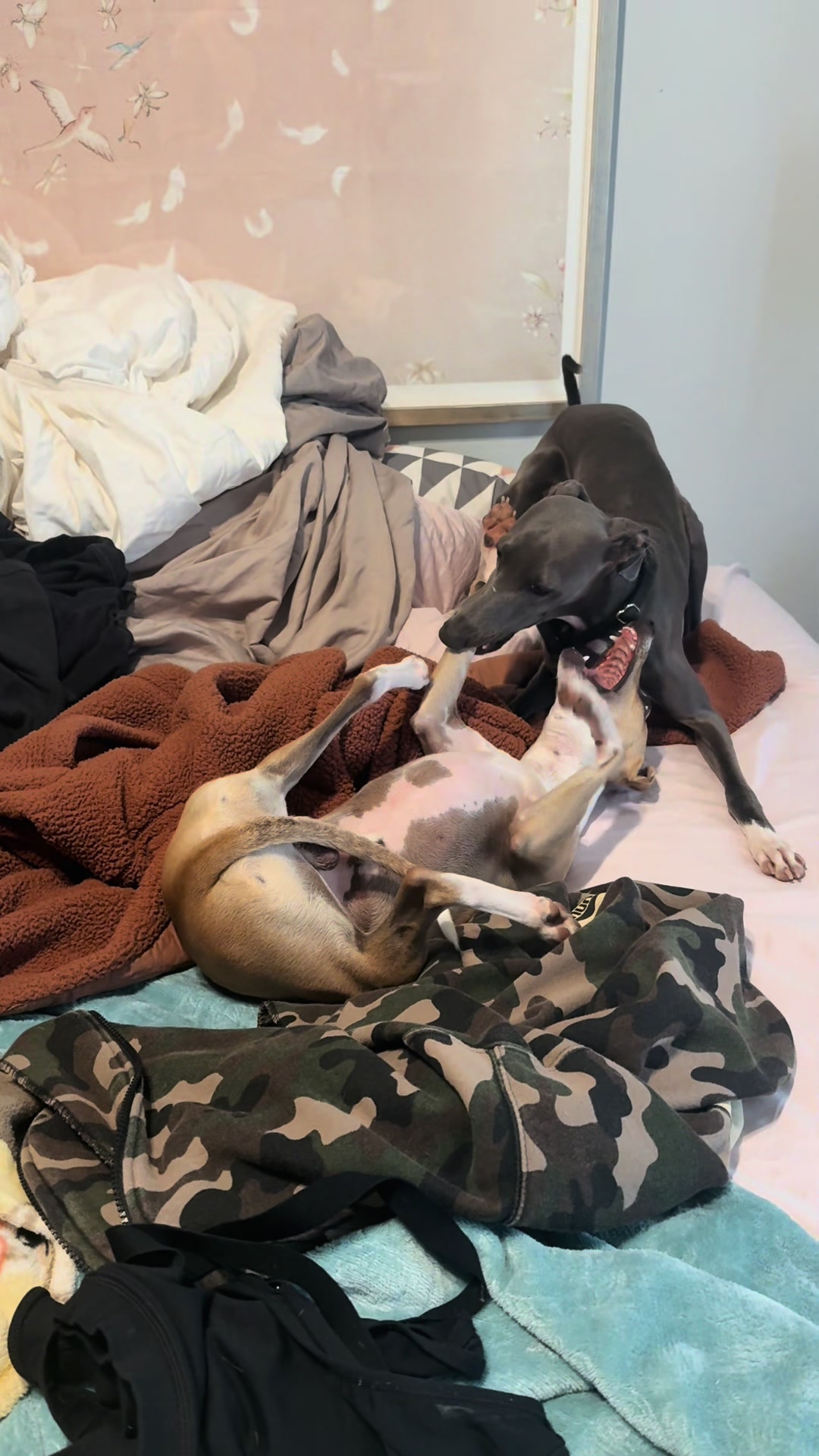 @Benny&Blue the iggys